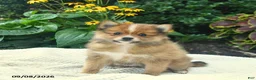 Pomeranian dogs for sale: Rocky  - Ad 2
