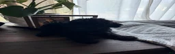 Labradoodle dogs for sale: Masego - Ad 4