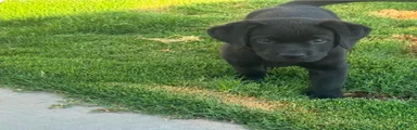 Labrador Retriever 5