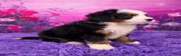 Mini Bernedoodle dogs for sale: Zumi - Ad 2