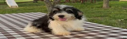 Mini Bernedoodle dogs for sale: Colin - Ad 3
