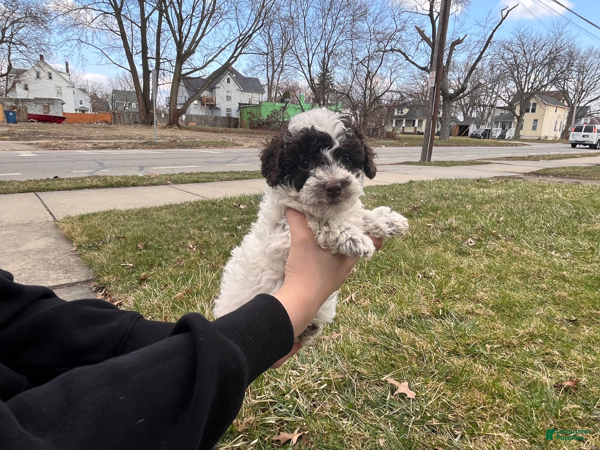 Miniature Poodle dogs Harriet - Ad 3