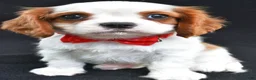 Cavalier King Charles Spaniel dogs for sale: Rascal - Ad 3