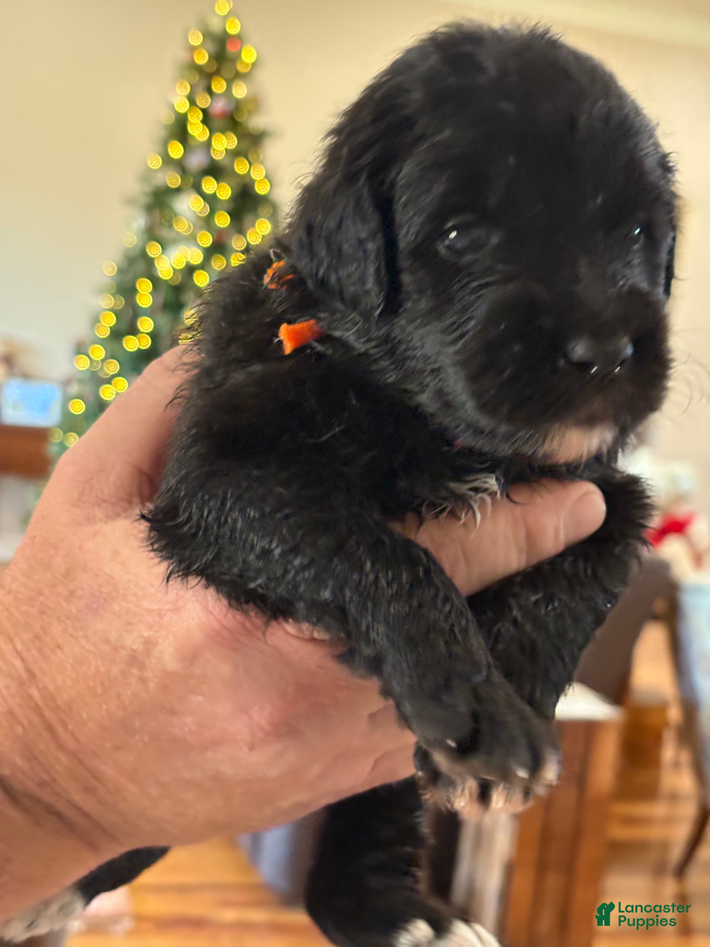 Mixed Breed dogs female # 2 English Shepherd Doodle - Ad 35