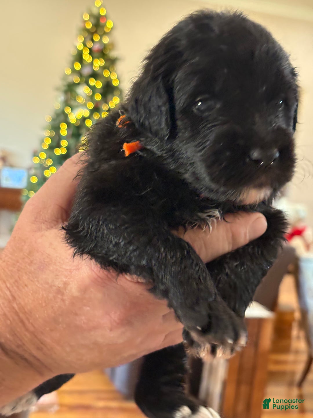 Mixed Breed dogs for sale: female # 2 English Shepherd Doodle - Ad 1