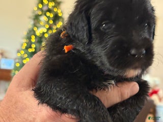 Mixed Breed dogs female # 2 English Shepherd Doodle - Ad 28