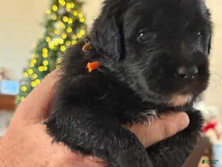 Mixed Breed dogs female # 2 English Shepherd Doodle - Ad 26