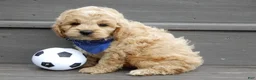 Cockapoo dogs for sale: Tux - Ad 4
