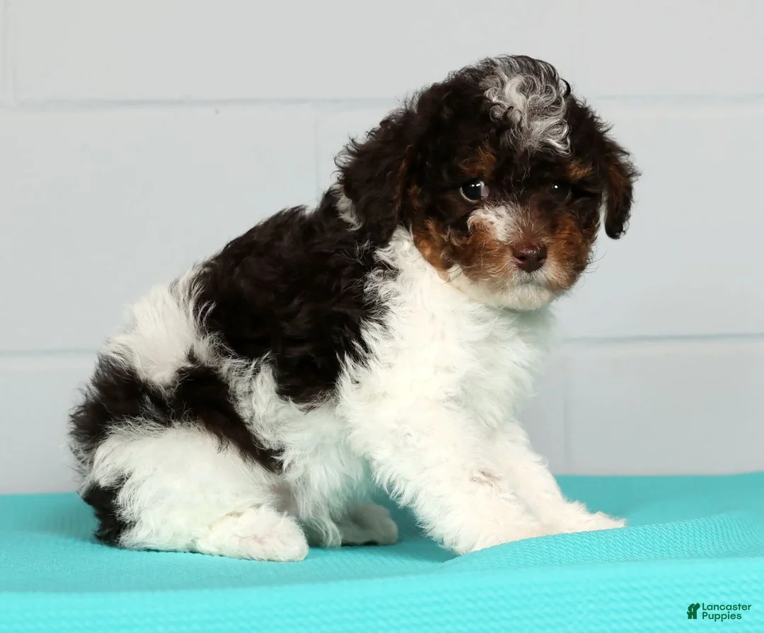 Toy Poodle dogs for sale: Max - Ad 4