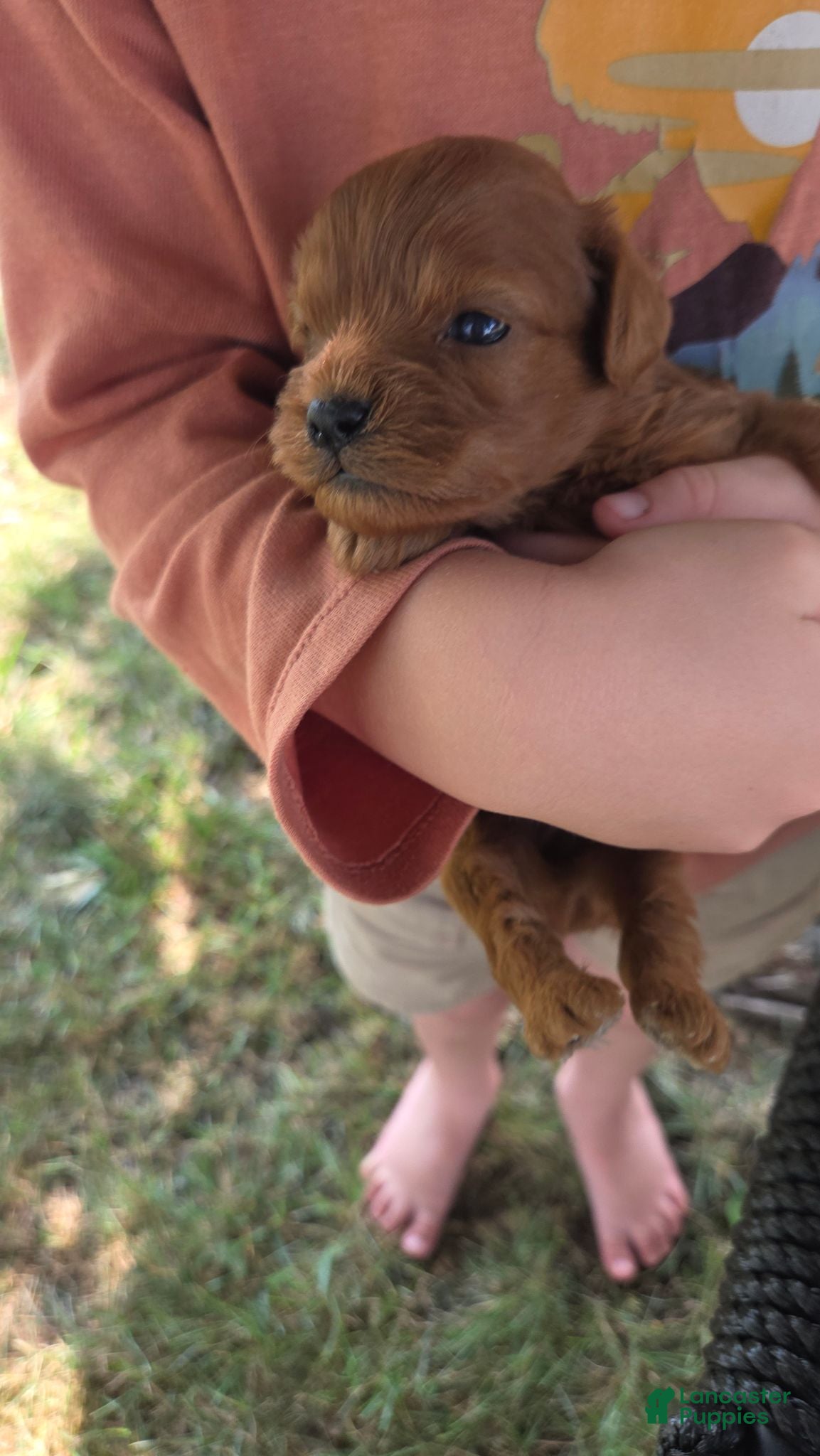 Cavapoo dogs for sale: Felicity - Ad 3