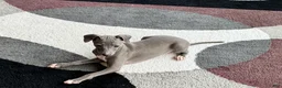Italian Greyhound dogs for sale: Cj - Ad 15