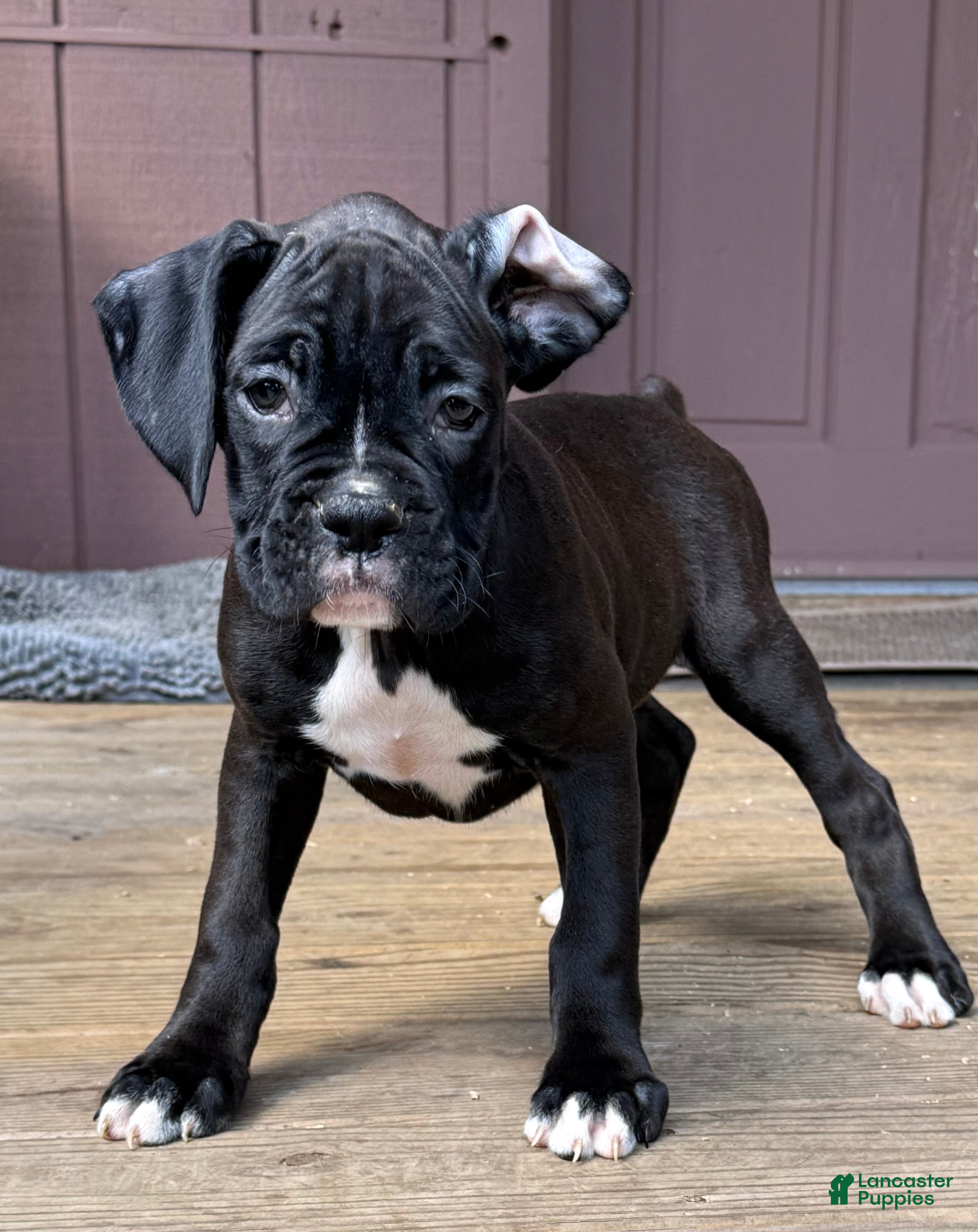 Boxer dogs Mia - Ad 1
