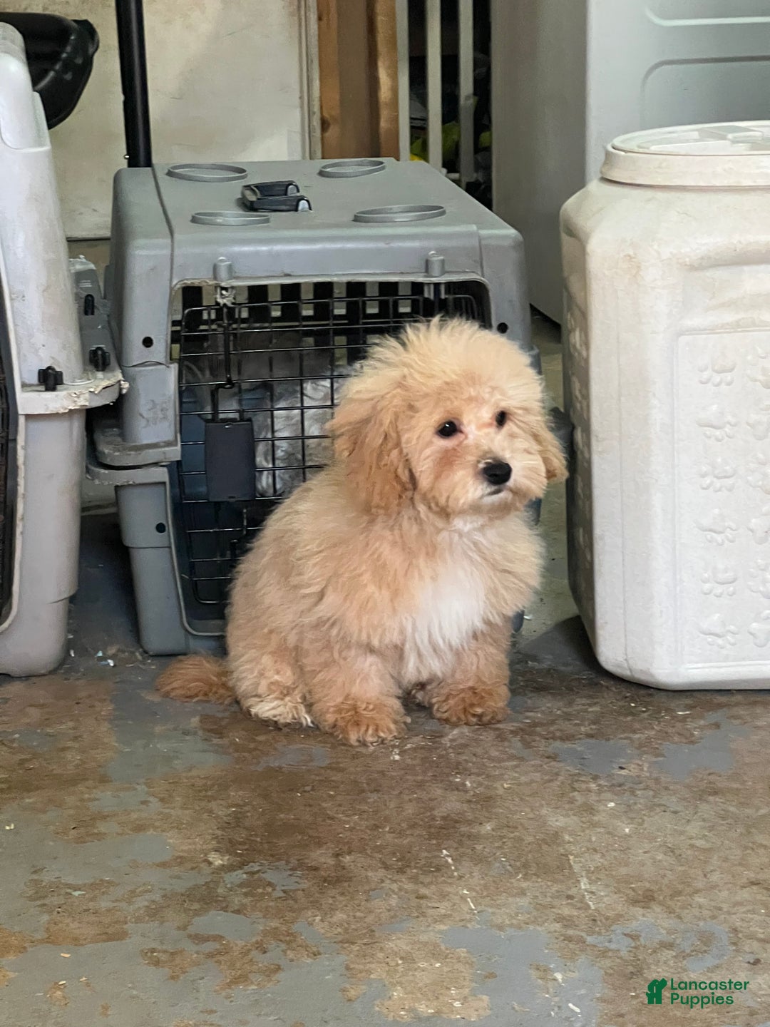 Mixed Breed dogs for sale: Raven - Ad 4