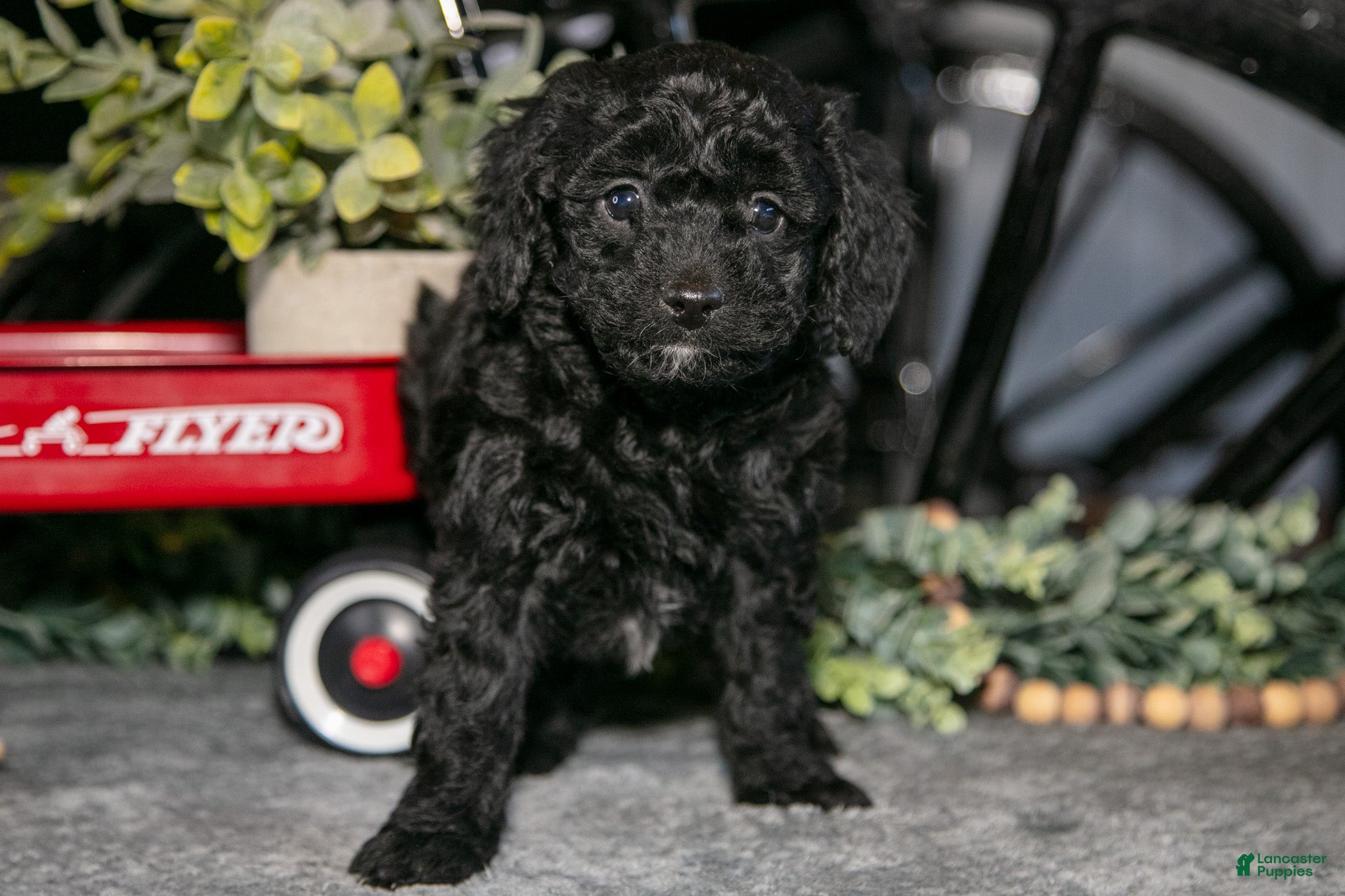 Mixed Breed dogs Juniper - Ad 2