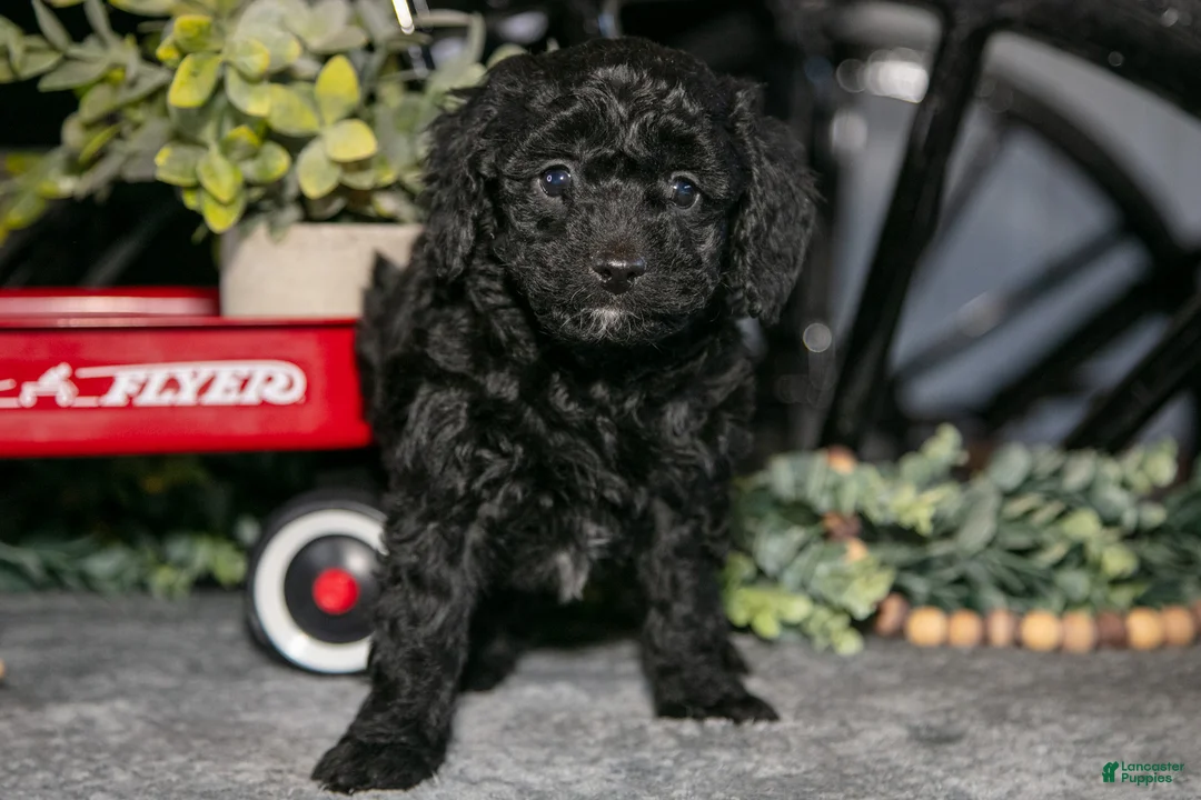 Mixed Breed dogs for sale: Juniper - Ad 1