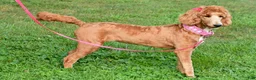 Standard Poodle dogs for sale: Lucy - Ad 3