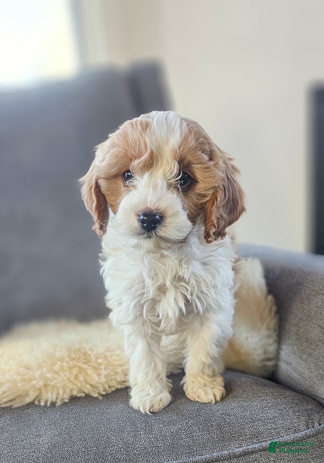 Cavapoo dogs for sale: Cupid - Ad 6