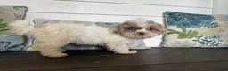 Shihpoo dogs for sale: Cinderella  - Ad 10