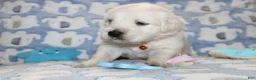 Golden Retriever dogs for sale: 4th choice male avilable - Ad 10