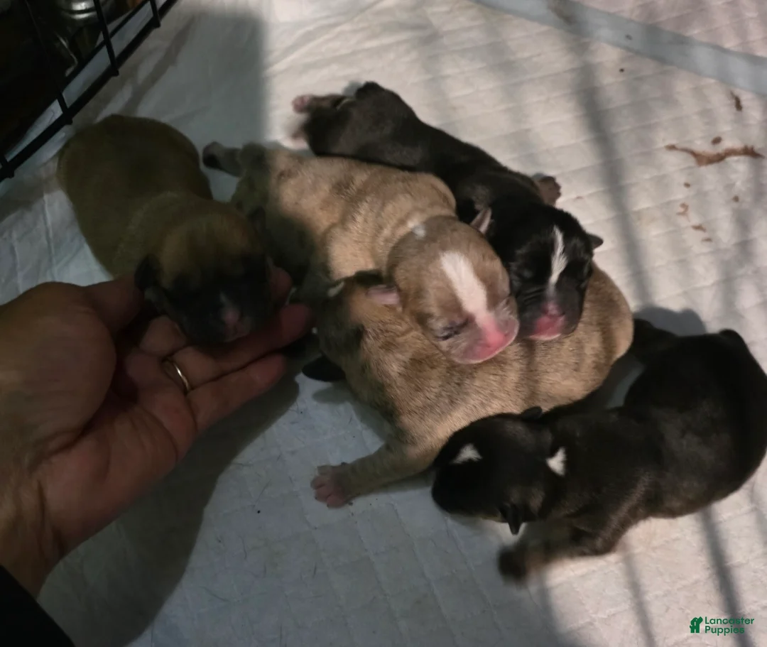 French Bulldog dogs for sale: French Bulldog Puppy 4 - Ad 2