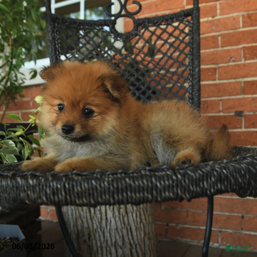 Pomeranian dogs for sale: Gipper - Ad 2