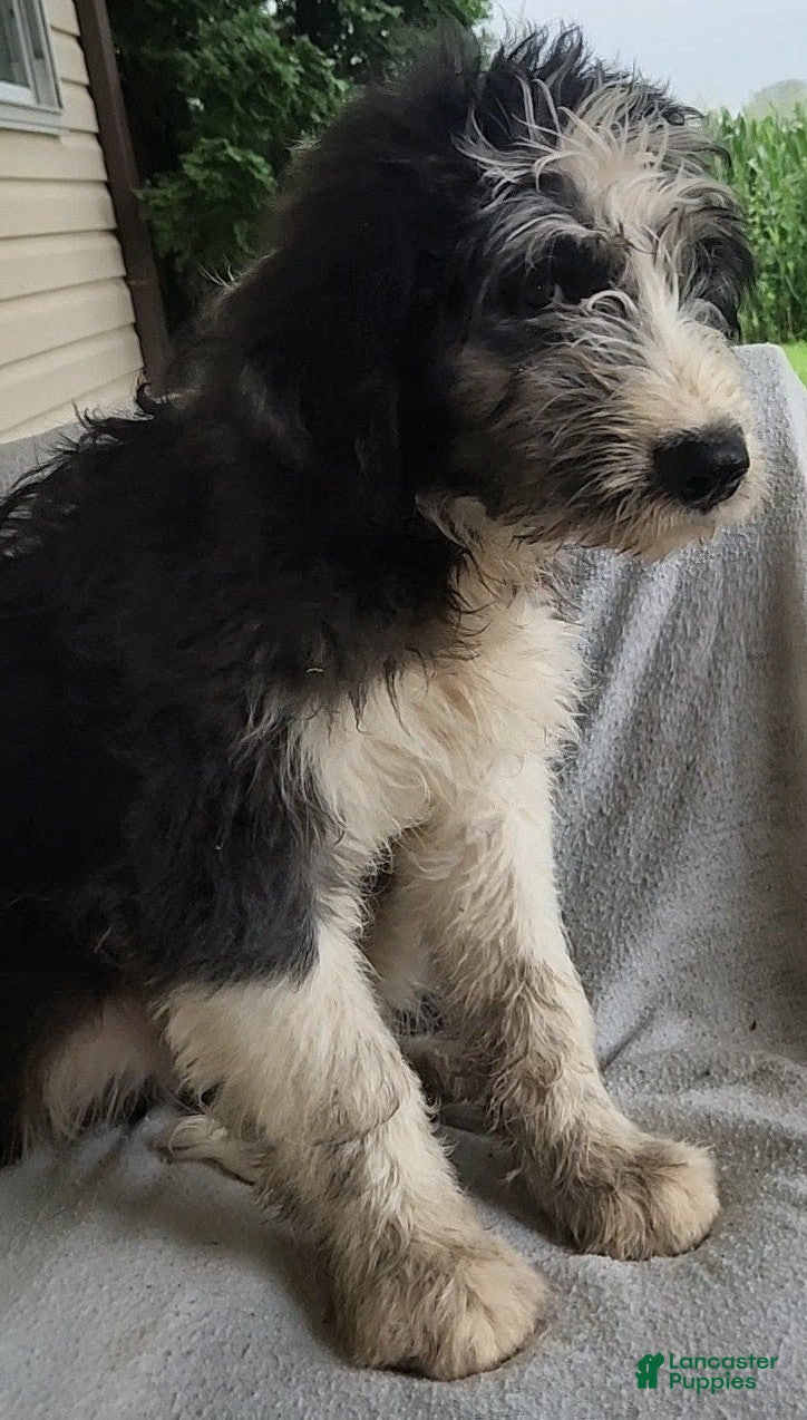 Mixed Breed dogs Bobby - Ad 2