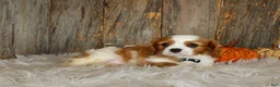 Cavalier King Charles Spaniel dogs for sale: Ryan - Ad 7