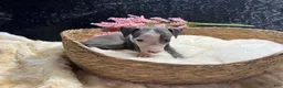 Italian Greyhound dogs for sale: Italian Greyhound 4 - Ad 4