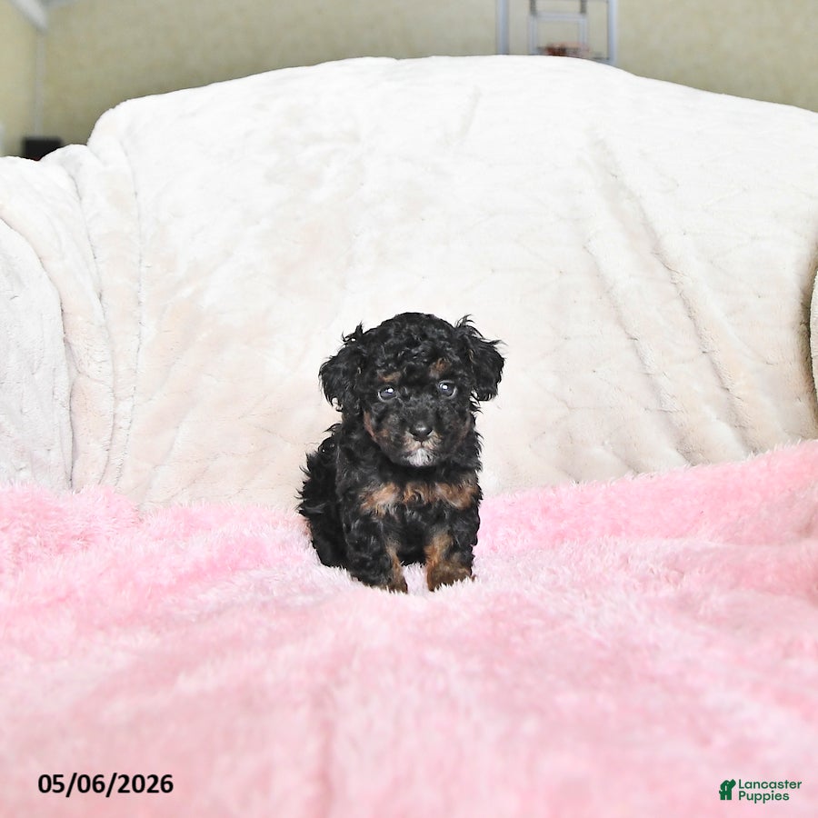 Toy Poodle dogs Casey - Ad 1