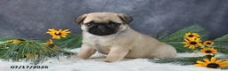 Pug dogs for sale: Kelsey - Ad 4