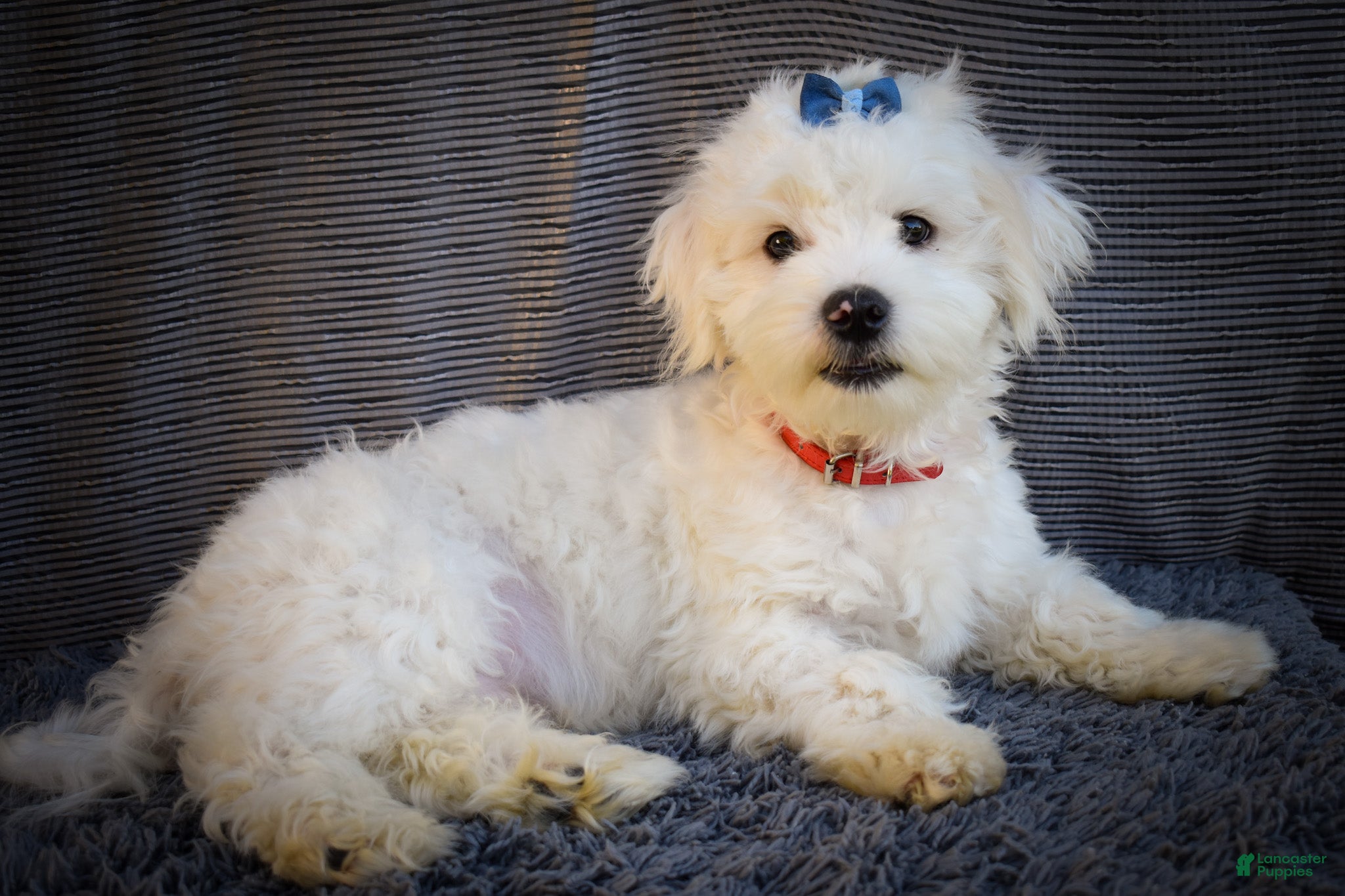 Maltese dogs for sale: Baxter 🐶 - Ad 2