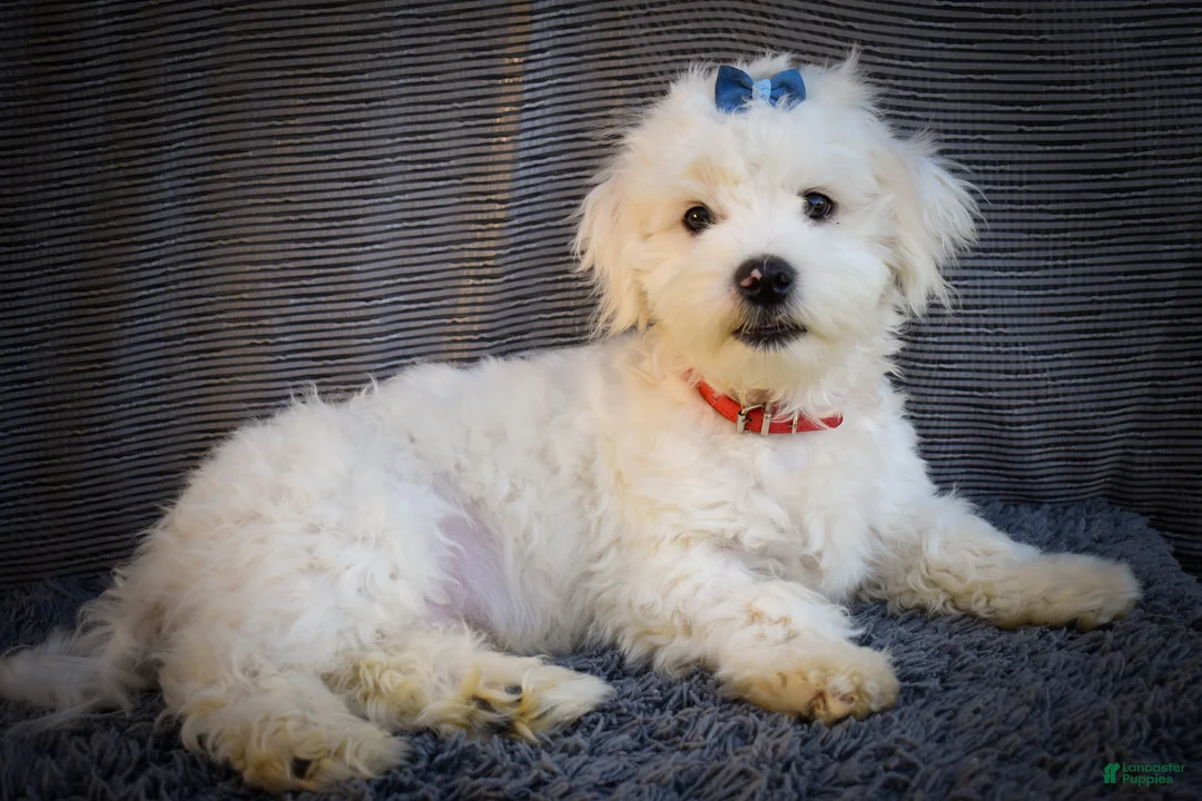 Maltese dogs for sale: Baxter 🐶 - Ad 2