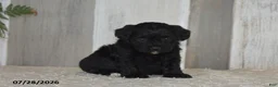 Maltipoo dogs for sale: Princess - Ad 3