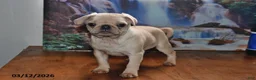 Pug dogs for sale: Sweetheart - Ad 1