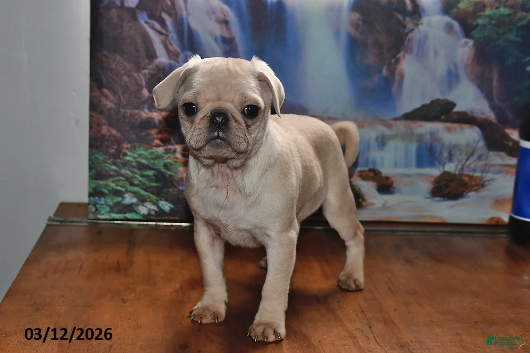 Pug dogs for sale: Sweetheart - Ad 1