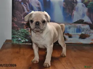 Pug dogs for sale: Sweetheart - Ad 2