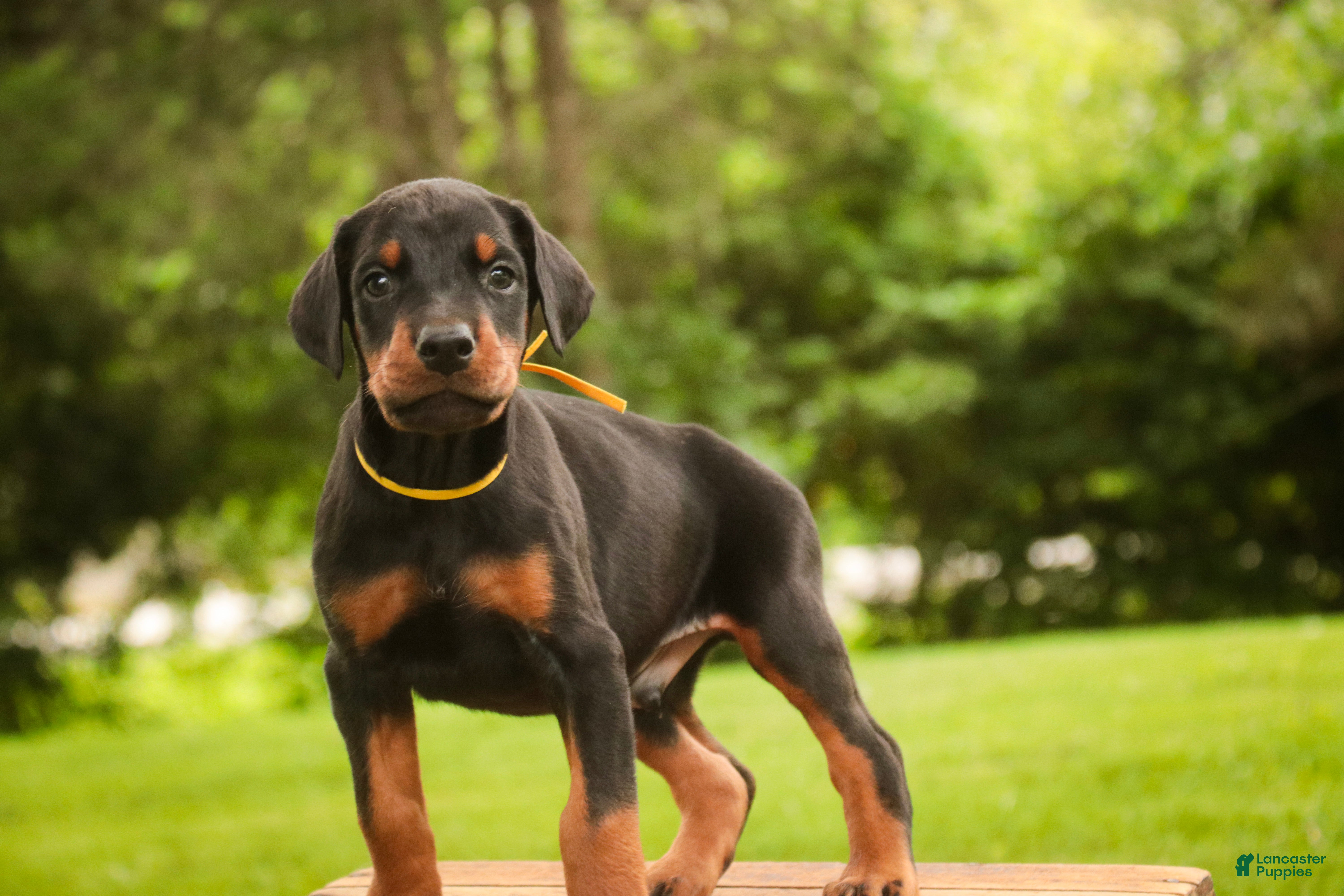 Doberman Pinscher dogs Leopold - Ad 1
