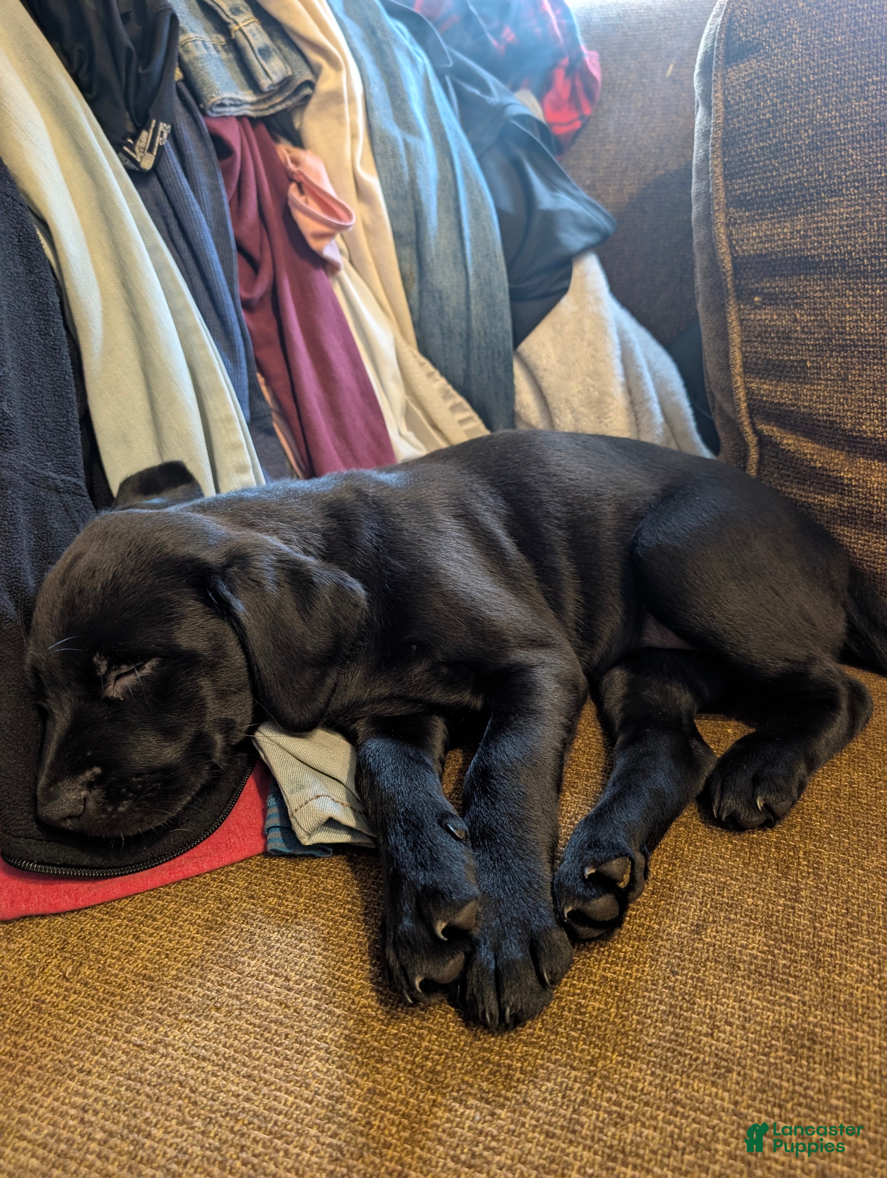 Labrador Retriever dogs Labrador Retriever Puppy 4 - Ad 8