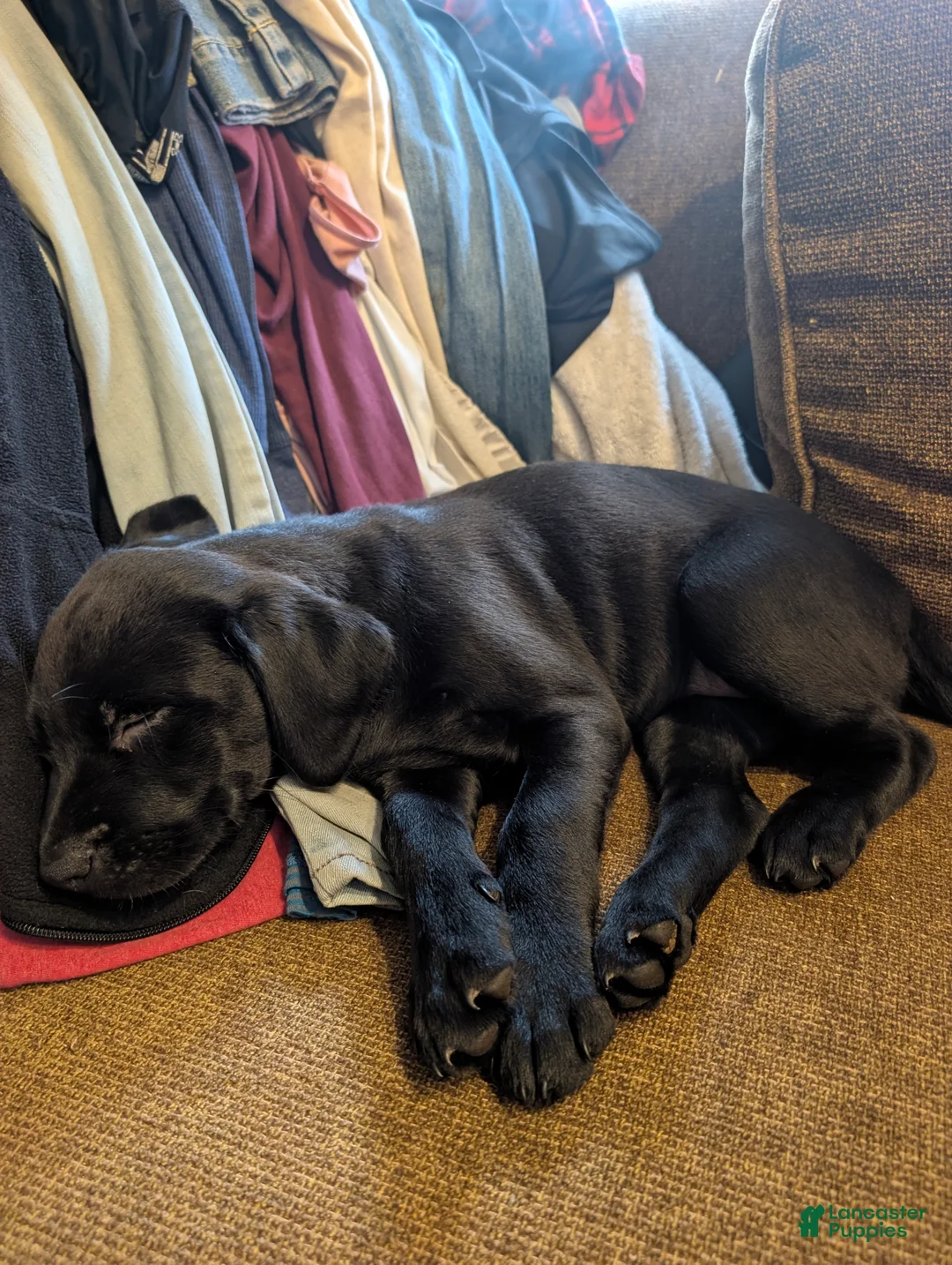 Labrador Retriever dogs for sale: Labrador Retriever Puppy 4 - Ad 1