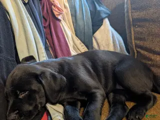 Labrador Retriever dogs for sale: Labrador Retriever Puppy 4 - Ad 1