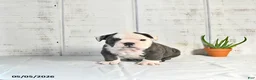 English Bulldog dogs for sale: Stella - Ad 3