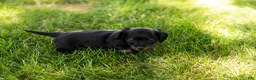 Miniature Dachshund dogs for sale: Bella  - Ad 7