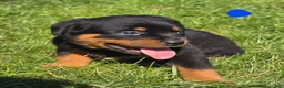 Rottweiler dogs for sale: Rottweiler blue collar male  - Ad 1