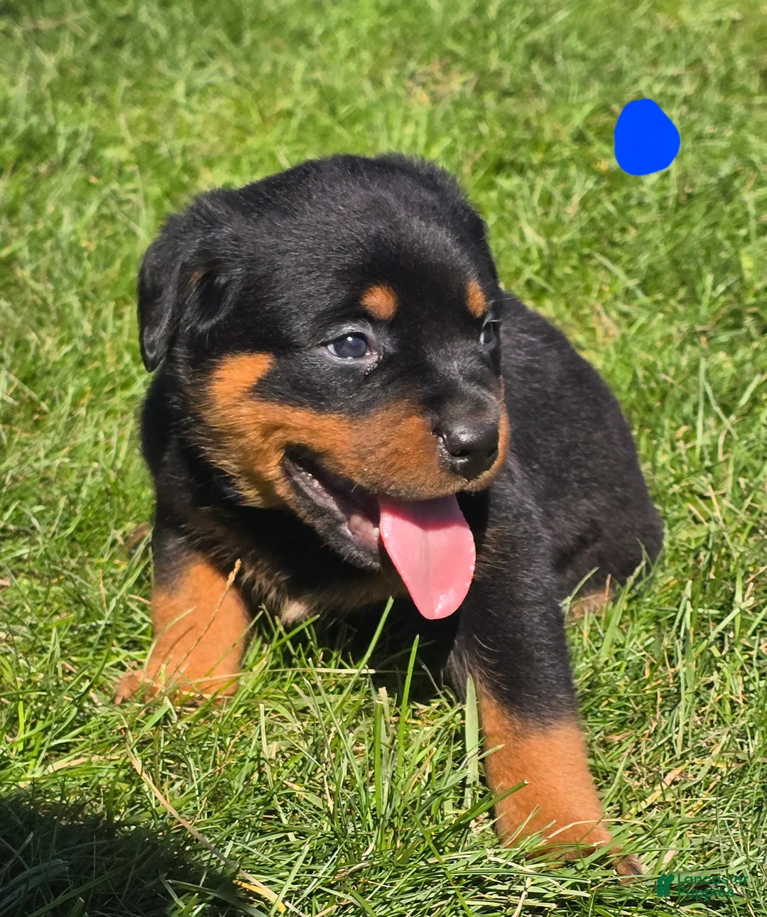 Rottweiler dogs for sale: Rottweiler blue collar male  - Ad 1