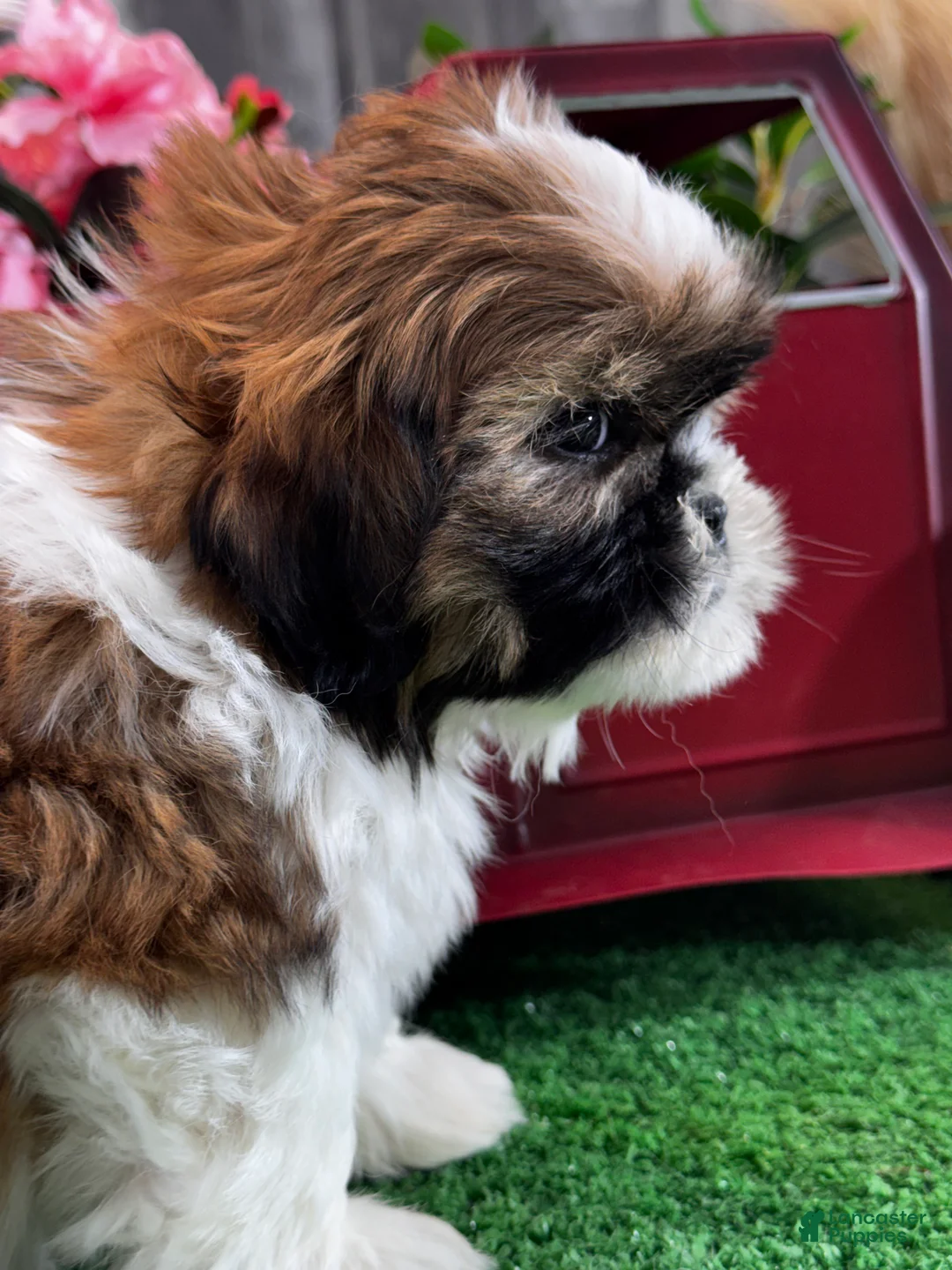 Shih Tzu dogs for sale: Simba - Ad 6