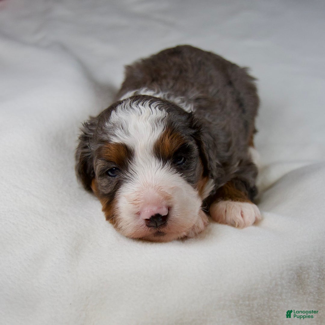 Mini Bernedoodle dogs for sale: Glory Girl - Ad 7