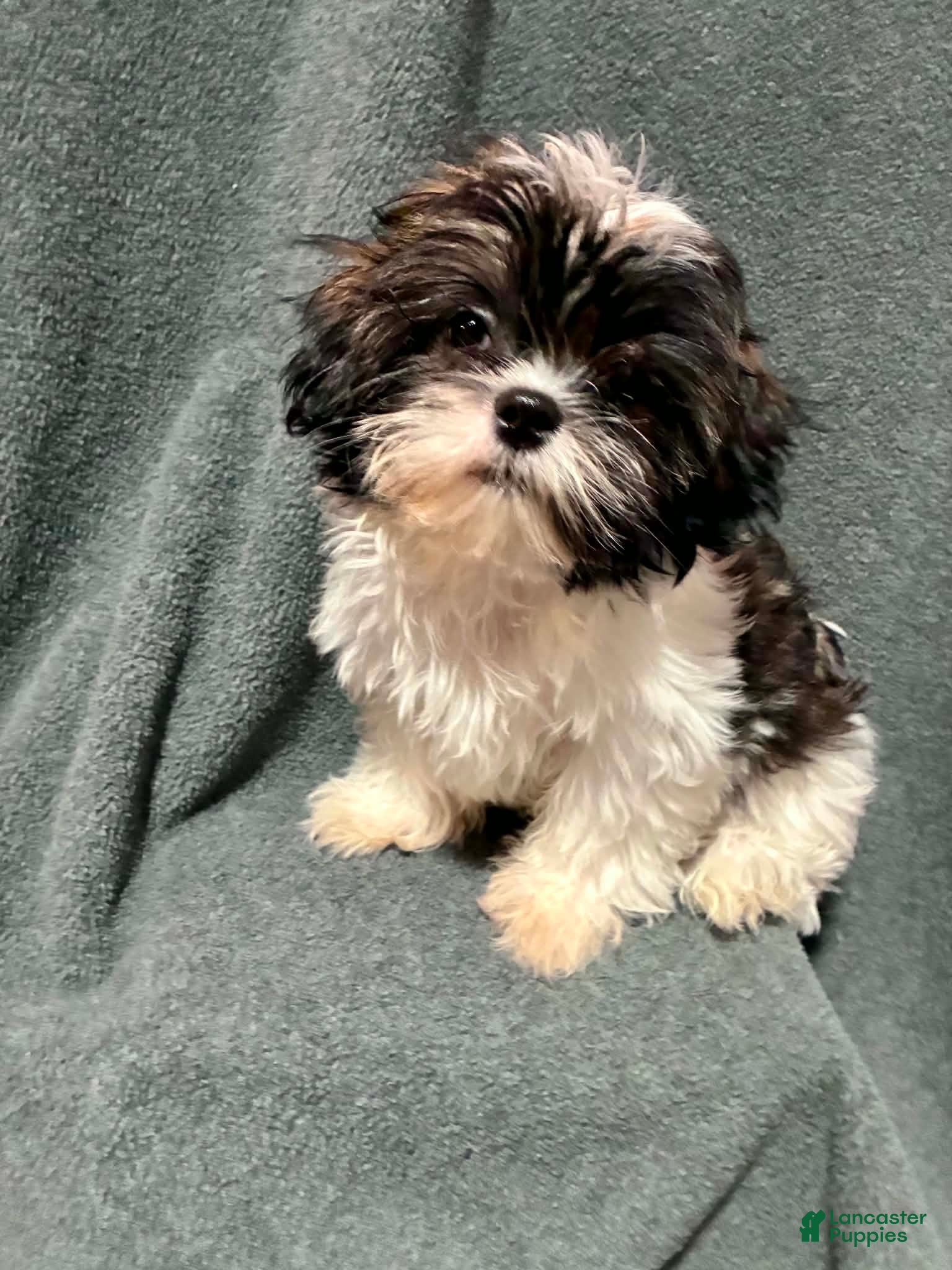 Shih Tzu dogs Prince  - Ad 1