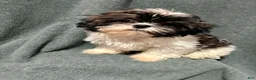 Shih Tzu dogs for sale: Prince  - Ad 1