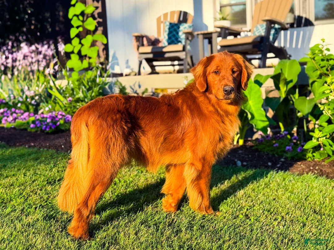 Golden Retriever dogs for sale: Baxter - Ad 8