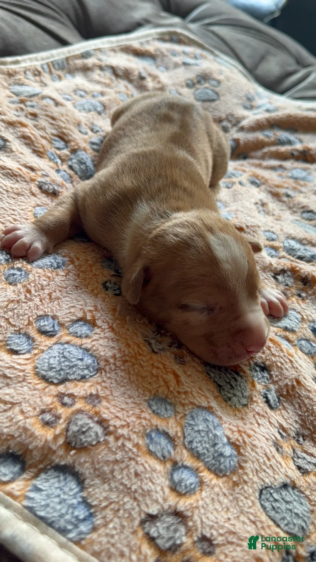 American Bully dogs for sale: American Bully 2 - Ad 2